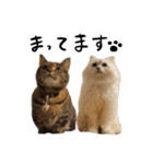ひとことねこちゃんず（個別スタンプ：2）