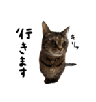 ひとことねこちゃんず（個別スタンプ：3）