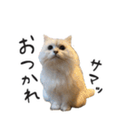 ひとことねこちゃんず（個別スタンプ：5）