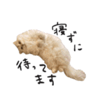 ひとことねこちゃんず（個別スタンプ：7）