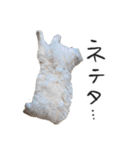 ひとことねこちゃんず（個別スタンプ：8）
