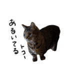 ひとことねこちゃんず（個別スタンプ：12）