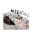 ひとことねこちゃんず（個別スタンプ：13）