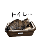 ひとことねこちゃんず（個別スタンプ：15）