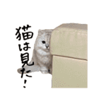 ひとことねこちゃんず（個別スタンプ：16）