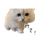 ひとことねこちゃんず（個別スタンプ：17）