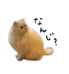 ひとことねこちゃんず（個別スタンプ：19）