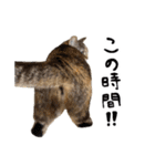 ひとことねこちゃんず（個別スタンプ：20）