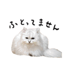 ひとことねこちゃんず（個別スタンプ：21）