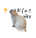 ひとことねこちゃんず（個別スタンプ：23）