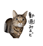 ひとことねこちゃんず（個別スタンプ：24）