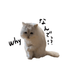 ひとことねこちゃんず（個別スタンプ：25）
