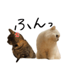 ひとことねこちゃんず（個別スタンプ：27）