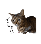 ひとことねこちゃんず（個別スタンプ：28）