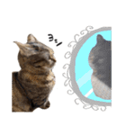 ひとことねこちゃんず（個別スタンプ：29）