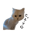 ひとことねこちゃんず（個別スタンプ：33）