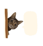 ひとことねこちゃんず（個別スタンプ：35）