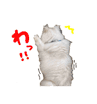 ひとことねこちゃんず（個別スタンプ：36）