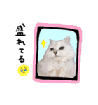 ひとことねこちゃんず（個別スタンプ：37）