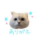 ひとことねこちゃんず（個別スタンプ：39）
