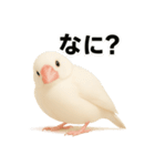 毎日使える！リアル文鳥スタンプ（個別スタンプ：3）