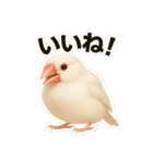 毎日使える！リアル文鳥スタンプ（個別スタンプ：4）