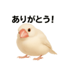 毎日使える！リアル文鳥スタンプ（個別スタンプ：5）