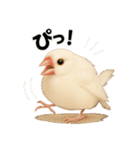 毎日使える！リアル文鳥スタンプ（個別スタンプ：6）
