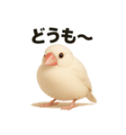 毎日使える！リアル文鳥スタンプ（個別スタンプ：7）