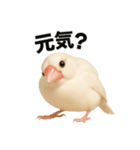 毎日使える！リアル文鳥スタンプ（個別スタンプ：11）