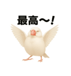 毎日使える！リアル文鳥スタンプ（個別スタンプ：12）