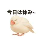 毎日使える！リアル文鳥スタンプ（個別スタンプ：13）