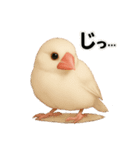 毎日使える！リアル文鳥スタンプ（個別スタンプ：17）