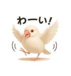 毎日使える！リアル文鳥スタンプ（個別スタンプ：20）