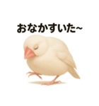 毎日使える！リアル文鳥スタンプ（個別スタンプ：22）