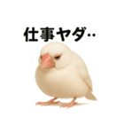 毎日使える！リアル文鳥スタンプ（個別スタンプ：24）
