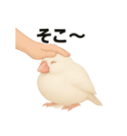 毎日使える！リアル文鳥スタンプ（個別スタンプ：25）