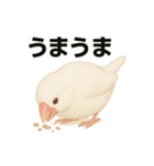 毎日使える！リアル文鳥スタンプ（個別スタンプ：26）