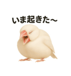 毎日使える！リアル文鳥スタンプ（個別スタンプ：27）