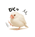 毎日使える！リアル文鳥スタンプ（個別スタンプ：29）
