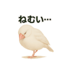 毎日使える！リアル文鳥スタンプ（個別スタンプ：30）