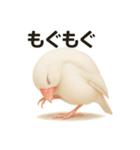 毎日使える！リアル文鳥スタンプ（個別スタンプ：33）
