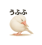 毎日使える！リアル文鳥スタンプ（個別スタンプ：35）