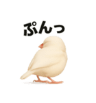 毎日使える！リアル文鳥スタンプ（個別スタンプ：36）