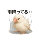毎日使える！リアル文鳥スタンプ（個別スタンプ：37）
