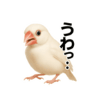 毎日使える！リアル文鳥スタンプ（個別スタンプ：38）