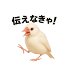 毎日使える！リアル文鳥スタンプ（個別スタンプ：40）