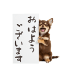 看板を持つチワワの伝えるスタンプ（個別スタンプ：1）