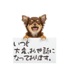 看板を持つチワワの伝えるスタンプ（個別スタンプ：5）
