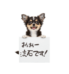 看板を持つチワワの伝えるスタンプ（個別スタンプ：6）